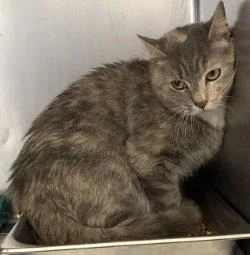 An adult large-sized female Domestic Medium Hair cat named Ca Leslie for adoption in Glen Allen, VA