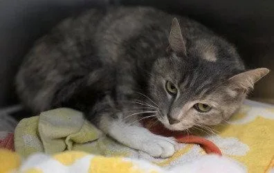 Ca Leslie thumbnail 2