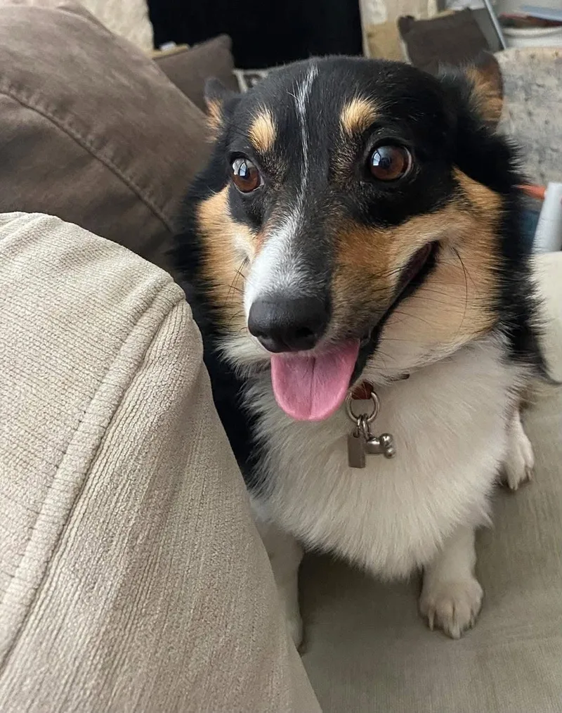 An adult small-sized female Tricolor (Brown, Black, & White) Corgi dog named Gigi for adoption in Garland, TX