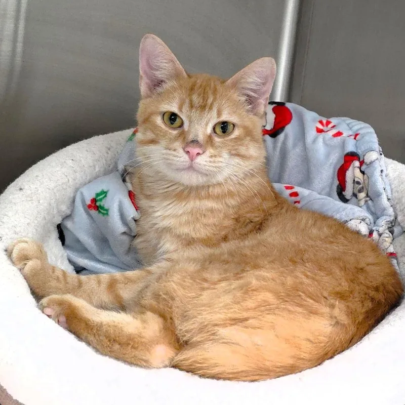 A young medium-sized male Orange / Red Domestic Short Hair cat named Dr. Sherbert for adoption in Michigan City, IN