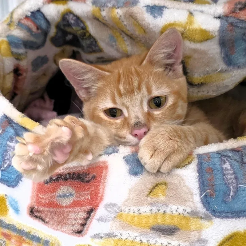 Dr. Sherbert thumbnail 2