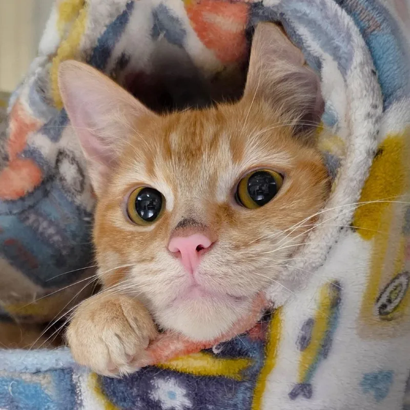 Dr. Sherbert thumbnail 6