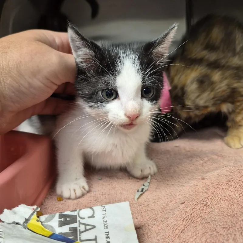 A baby small-sized male Black Domestic Short Hair cat named Freeway for adoption in Ardmore, OK