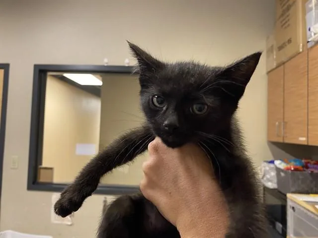 A baby small-sized male Domestic Short Hair cat named Fang for adoption in Modesto, CA