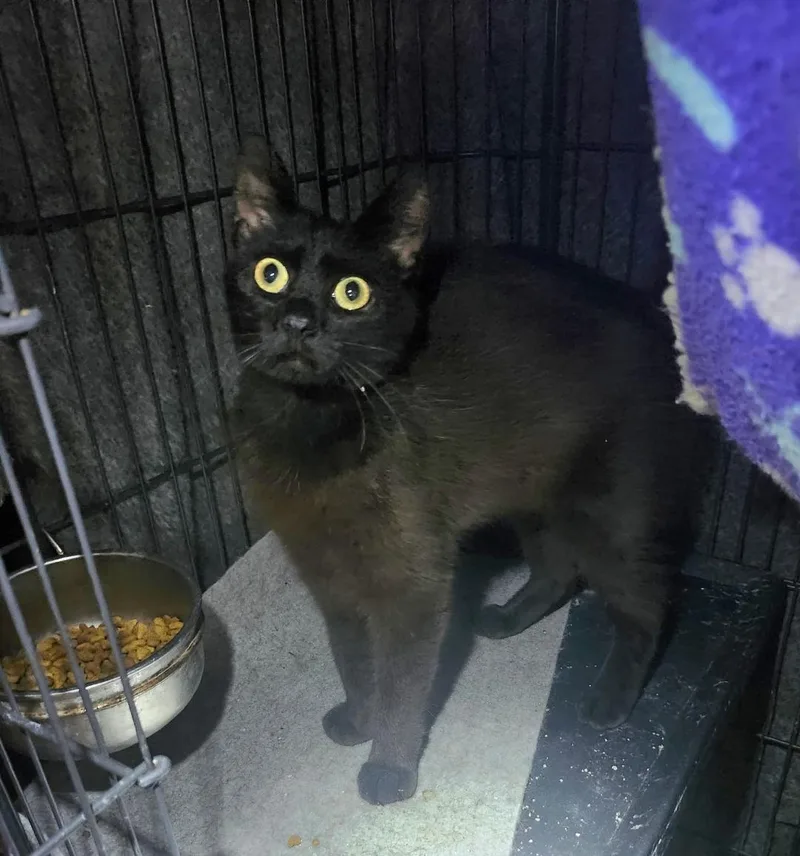 A young medium-sized female Black Domestic Short Hair cat named Chantilly for adoption in East Brunswick, NJ