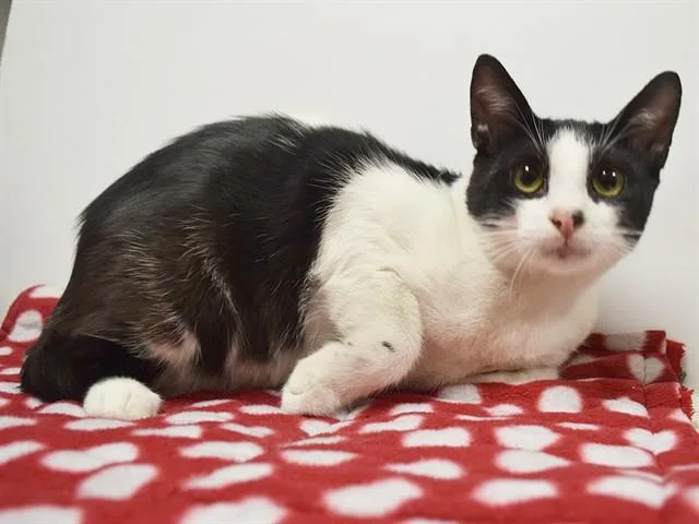 A young small-sized male Domestic Short Hair cat named Batman for adoption in Sacramento, CA