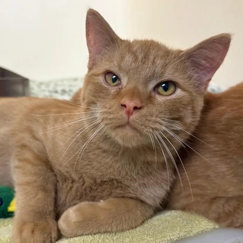 A young small-sized male Orange / Red Domestic Short Hair cat named Mr. Sweets for adoption in Harrisonburg, VA