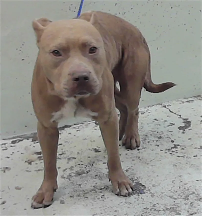 An adult medium-sized male Staffordshire Bull Terrier dog named Bronx for adoption in Houston, TX