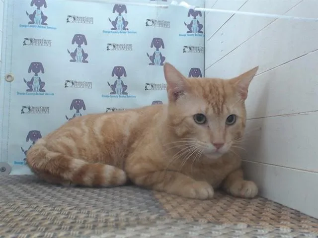 An adult small-sized male Domestic Short Hair cat named Nacho for adoption in Orlando, FL