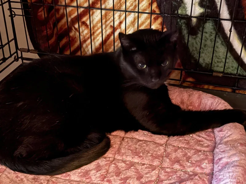 An adult medium-sized male Black Domestic Short Hair cat named Janie for adoption in Northfield, OH