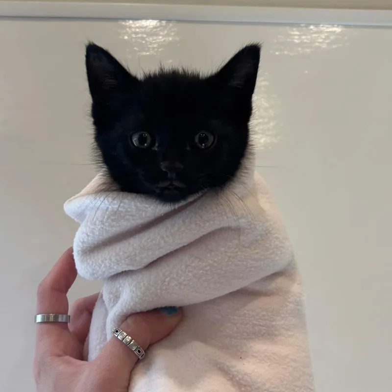 A baby small-sized male Black Domestic Short Hair cat named Button for adoption in Washington Township, OH