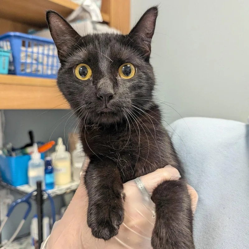 An adult medium-sized female Black Domestic Short Hair cat named Betty Crocker for adoption in New Castle, DE