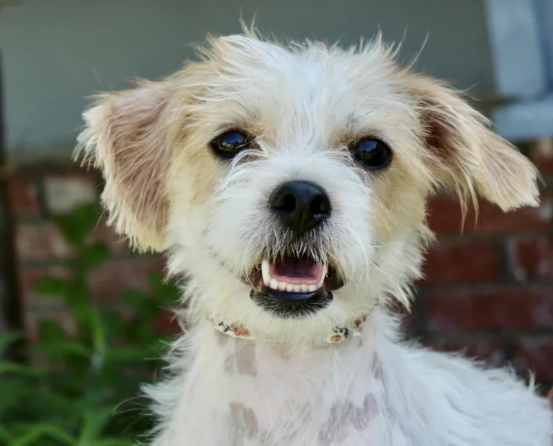 Millie thumbnail 2