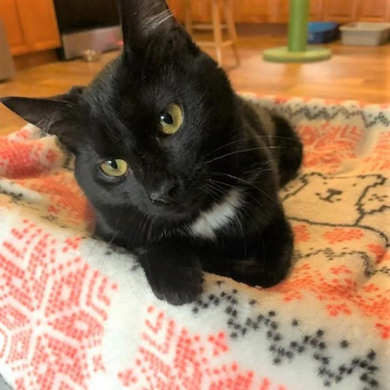An adult small-sized female Black Domestic Short Hair cat named Maybelline for adoption in Bensalem, PA
