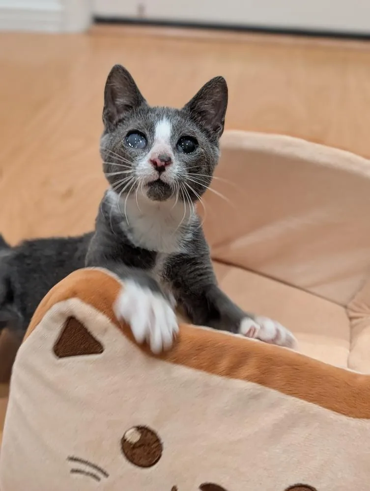 A baby small-sized female Gray & White Domestic Short Hair cat named Tapioca for adoption in Fremont, CA
