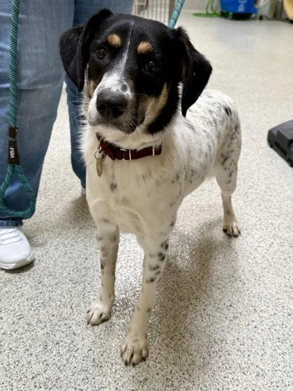 An adult medium-sized female Tricolor (Brown, Black, & White) Australian Cattle Dog / Blue Heeler named Edie for adoption in Downers Grove, IL