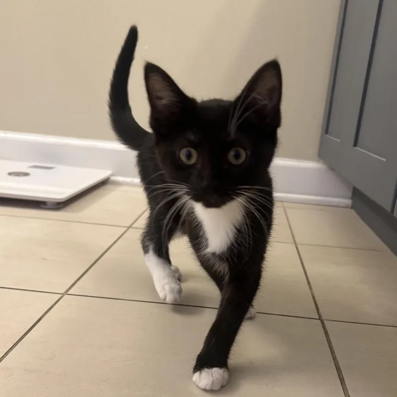 A baby small-sized female Black Domestic Short Hair cat named Steffi for adoption in Wheeling, IL