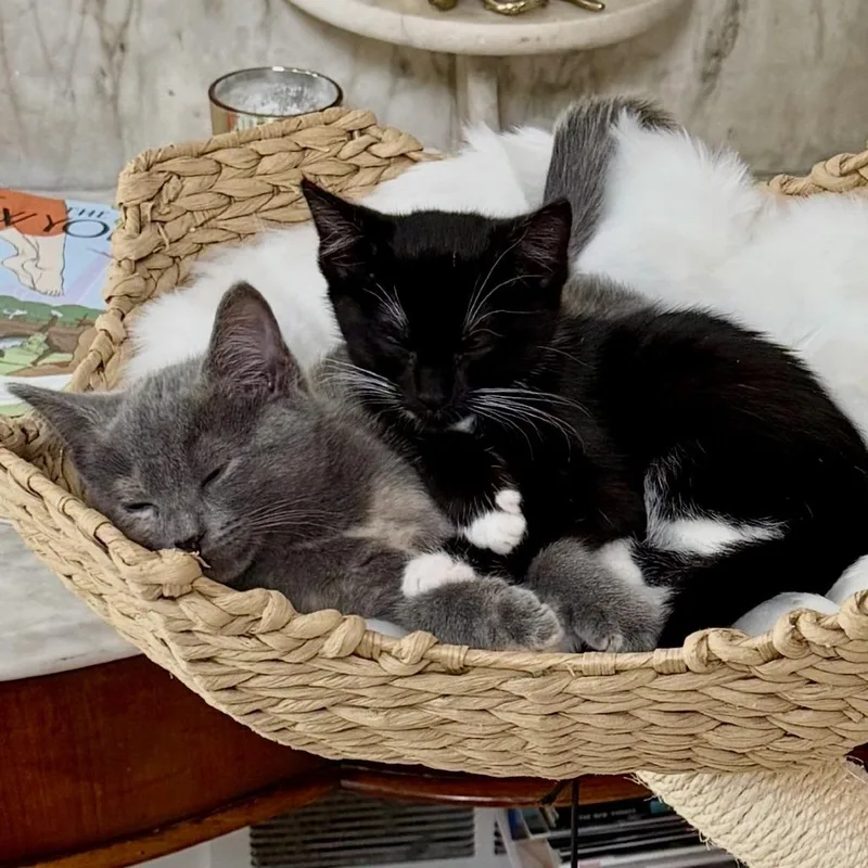 Steffi thumbnail 3