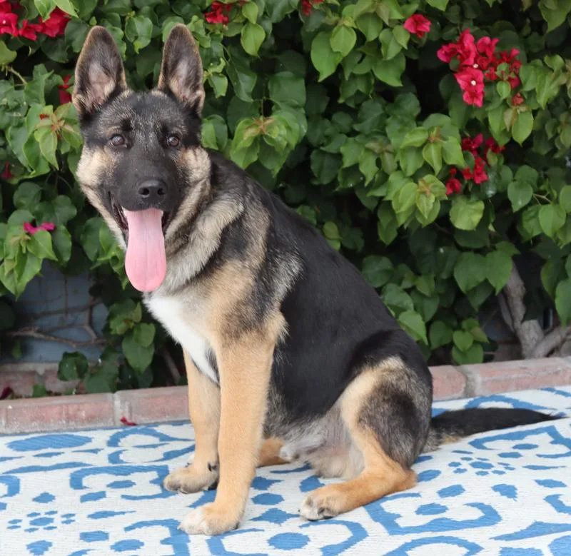 A baby large-sized male Tricolor (Brown, Black, & White) German Shepherd Dog dog named Ace Von Auleben for adoption in Los Angeles, CA