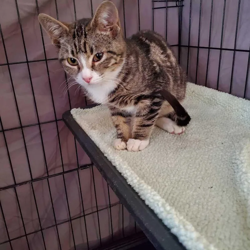 A baby medium-sized male Domestic Short Hair cat named Waylon for adoption in North Brunswick, NJ