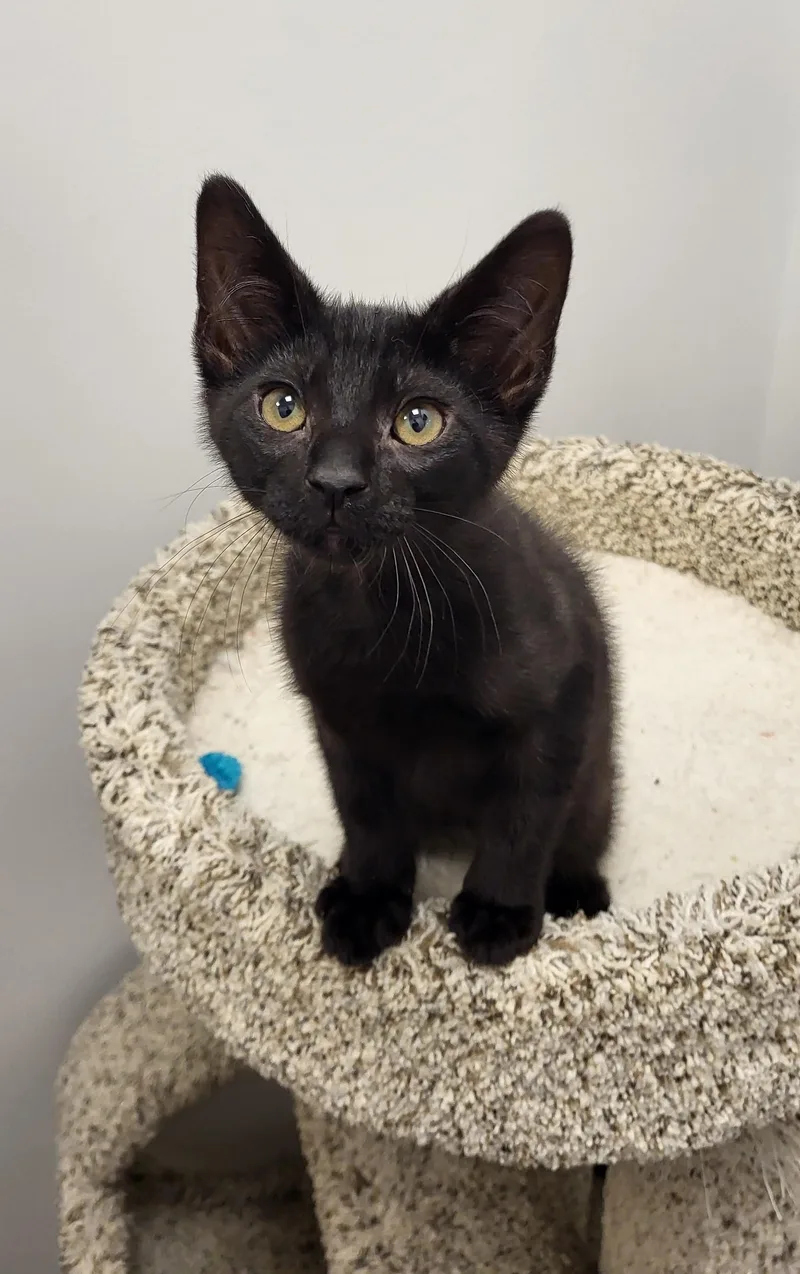 A baby medium-sized male Black Domestic Short Hair cat named Sprout for adoption in Grayslake, IL