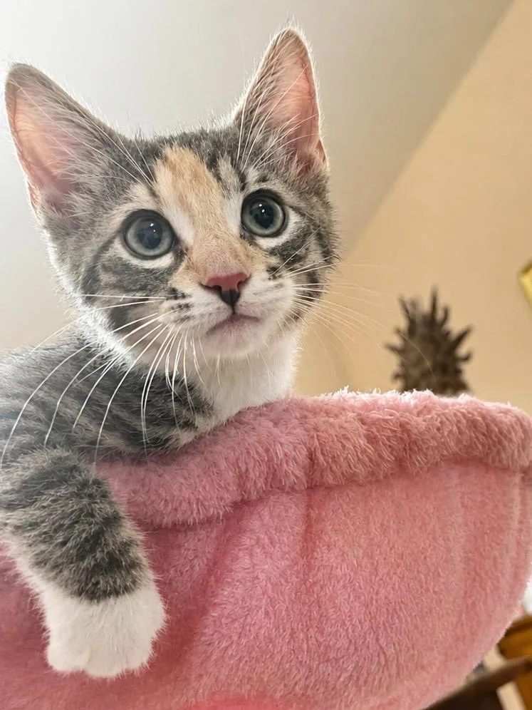 A baby medium-sized female Domestic Short Hair cat named Aura Dimples for adoption in Minneapolis, MN