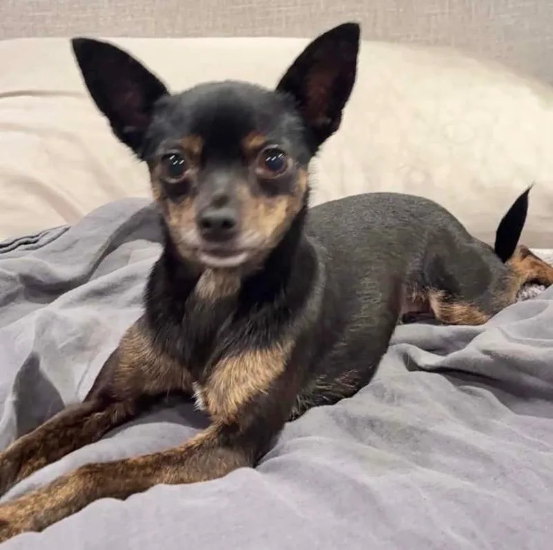 A young small-sized female Chihuahua dog named DeeDee for adoption in Lake Forest, CA