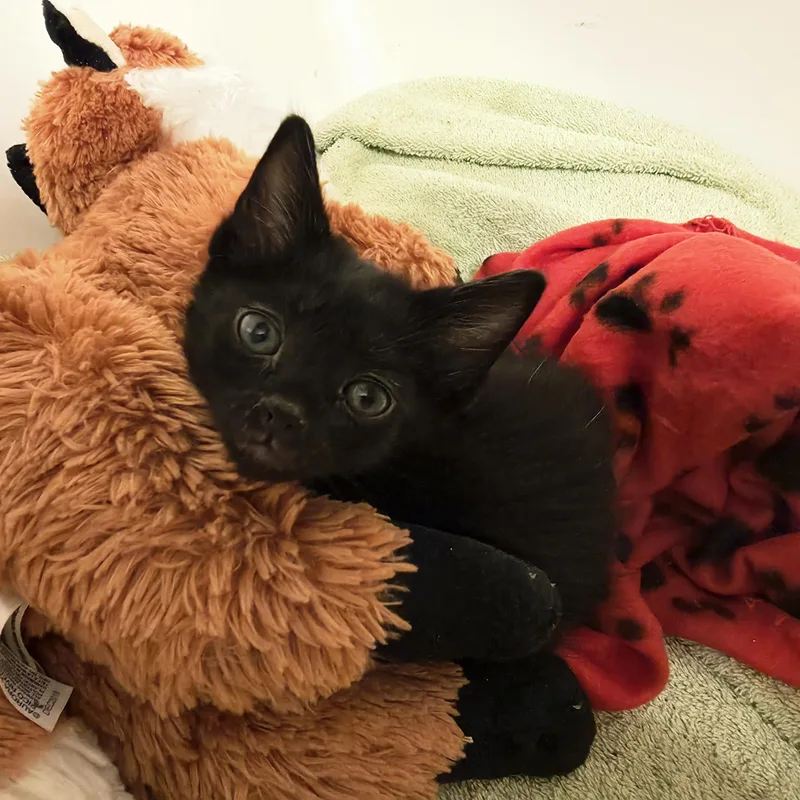 A baby small-sized female Domestic Short Hair cat named Paloma for adoption in Lockport, IL