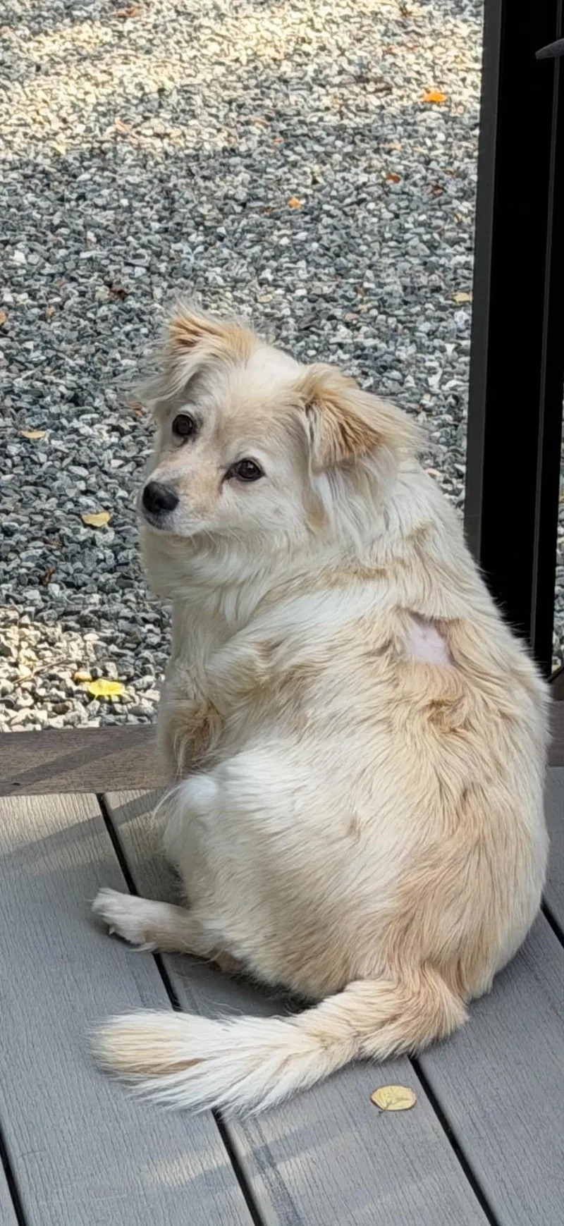 Lola
