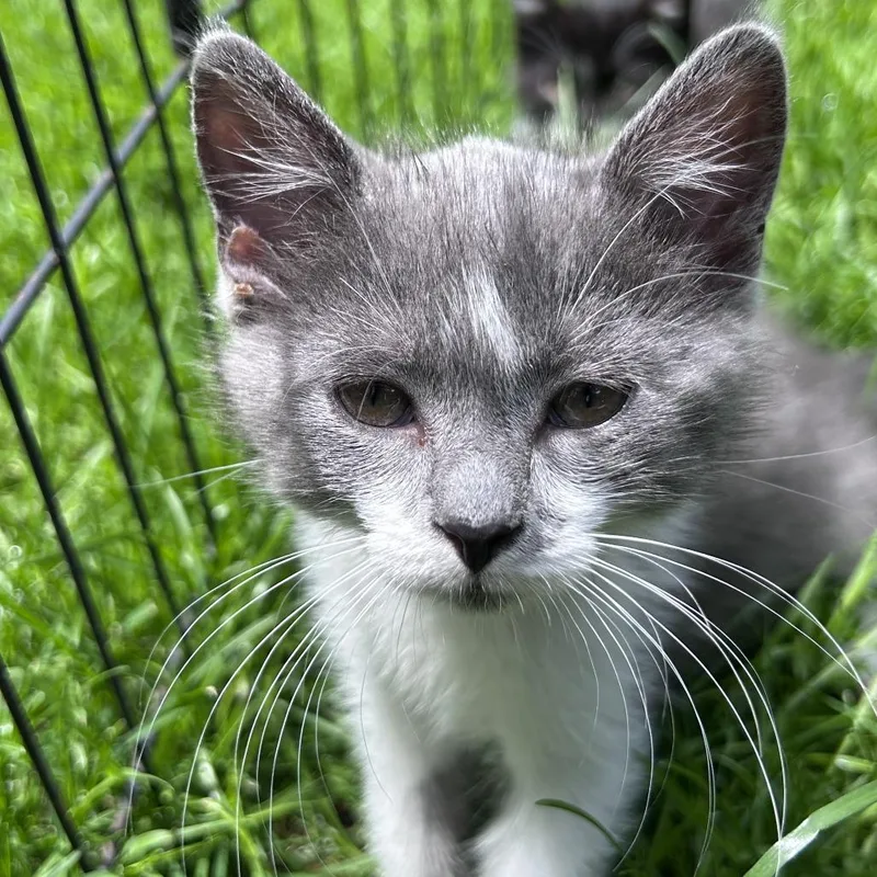A baby small-sized female Gray / Blue / Silver Domestic Short Hair cat named Share Bear for adoption in Wheeling, IL