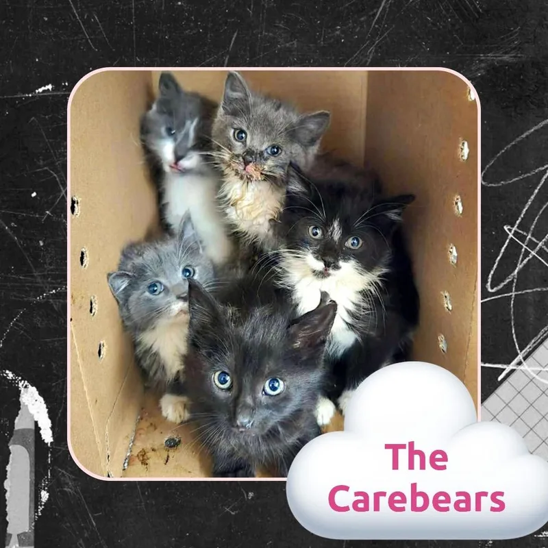 Share Bear thumbnail 4