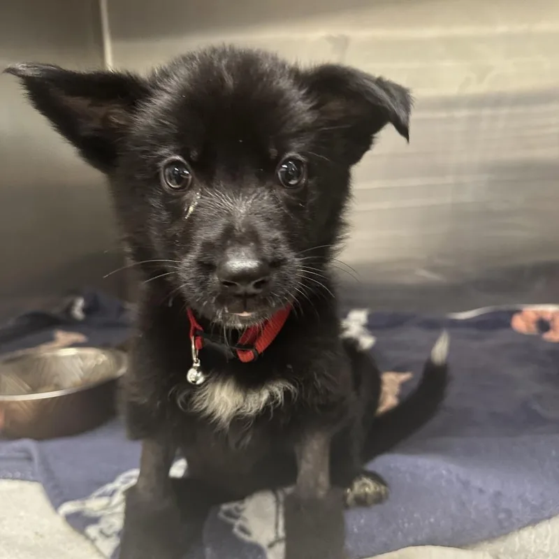 A baby small-sized male Black Labrador Retriever dog named Eric Clapton for adoption in Austin, TX
