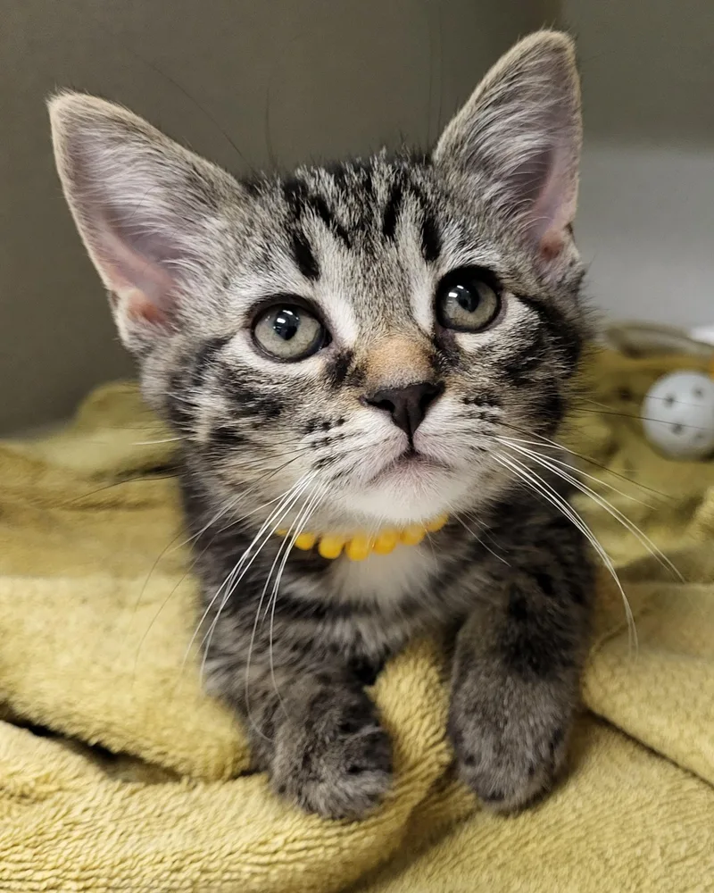 A baby medium-sized male Tabby (Brown / Chocolate) Domestic Short Hair cat named Peru for adoption in Grayslake, IL