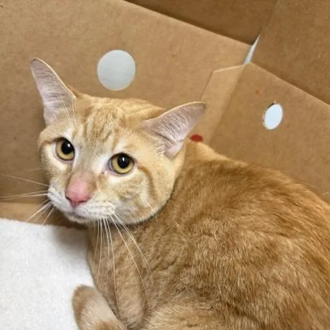 A young medium-sized male Orange / Red American Shorthair cat named Sunny for adoption in Novelty, OH