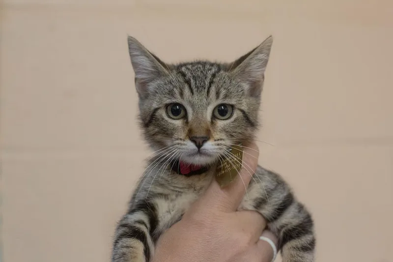 A baby small-sized female Domestic Short Hair cat named Clawdia for adoption in Mountain Home, AR