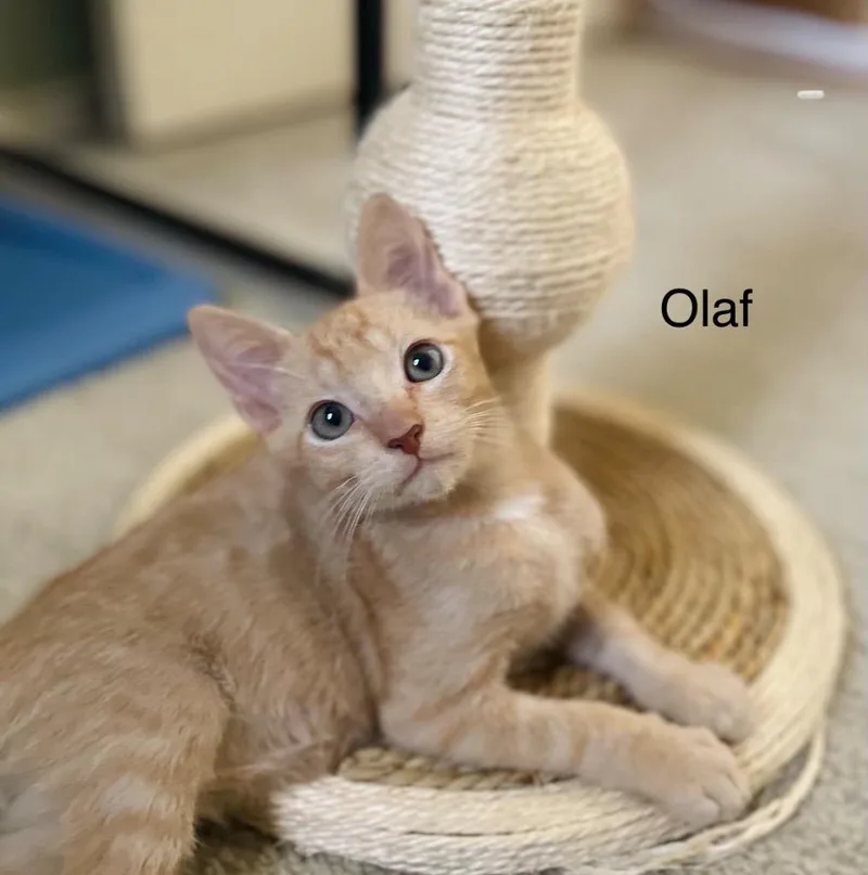 Olaf