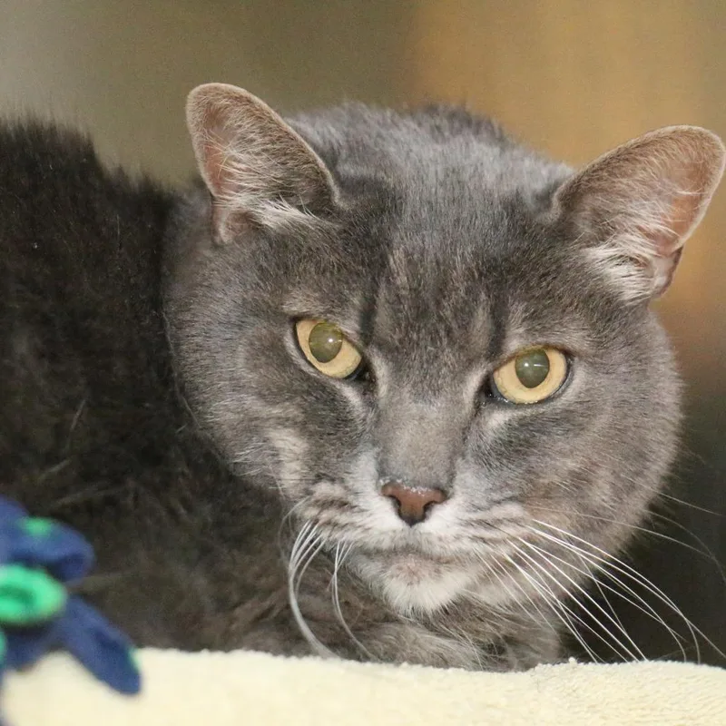 A senior extra large-sized male Gray / Blue / Silver Domestic Short Hair cat named Grayson for adoption in Pasadena, CA