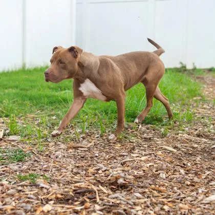 An adult large-sized female Mixed Breed dog named Musician for adoption in Chamblee, GA