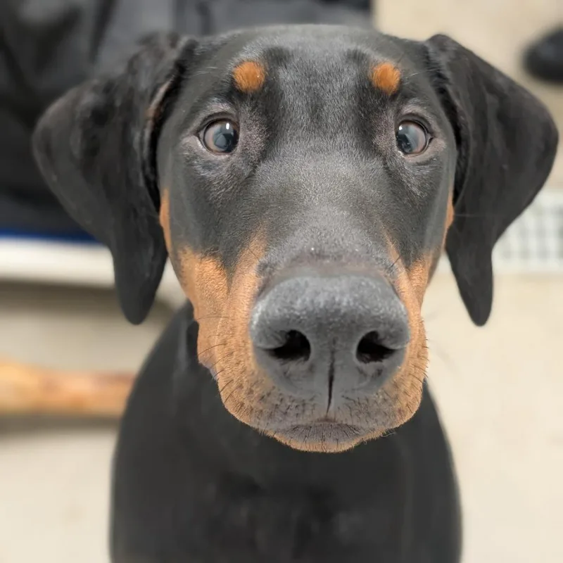 A young medium-sized female Black Doberman Pinscher dog named Athena for adoption in Sandown, NH