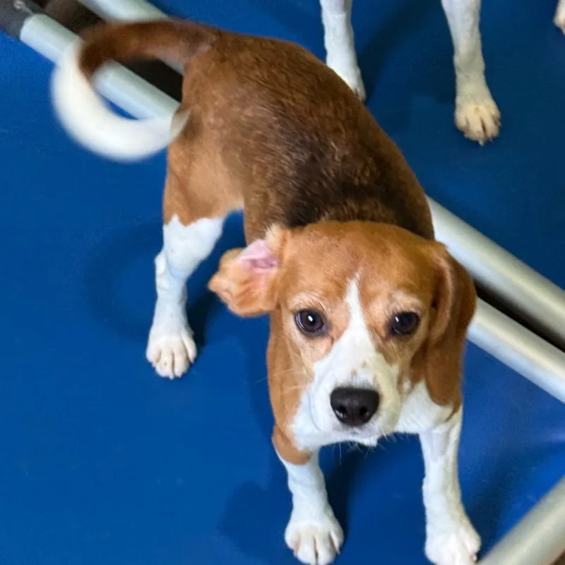 A young small-sized female Brown / Chocolate Beagle dog named Shuri for adoption in LOXAHATCHEE, FL