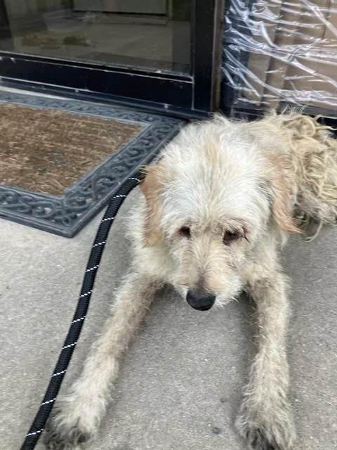 A senior small-sized male Mixed Breed dog named Fluffy for adoption in Dallas, TX