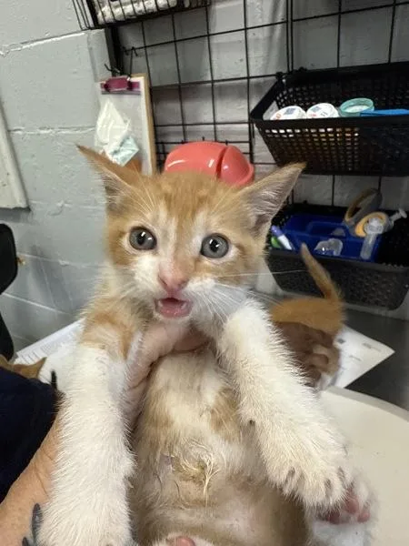 A baby small-sized male Domestic Short Hair cat named Parsnip for adoption in Mobile, AL
