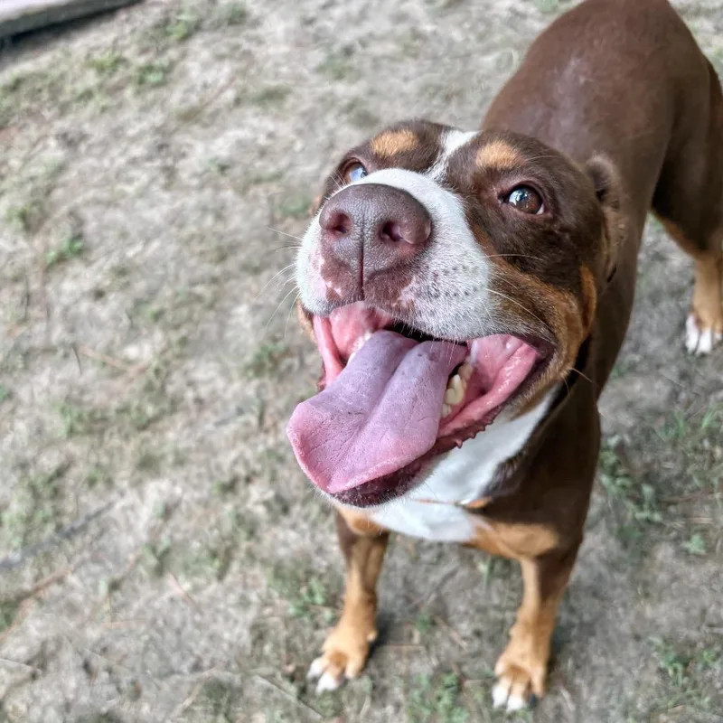 An adult large-sized female Brown / Chocolate Mixed Breed dog named Diva Biscuit for adoption in Milton, FL