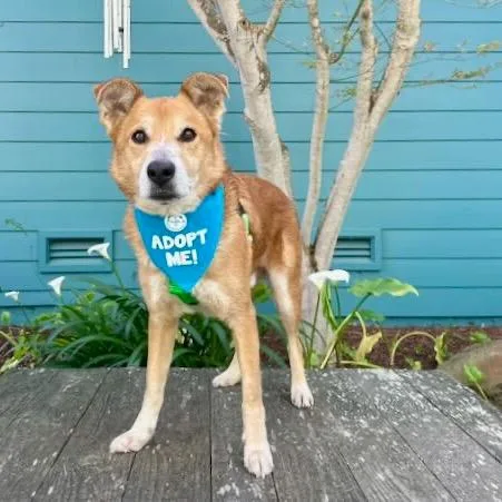 An adult medium-sized male Red / Chestnut / Orange Shepherd dog named Guppy for adoption in Pacific Grove, CA