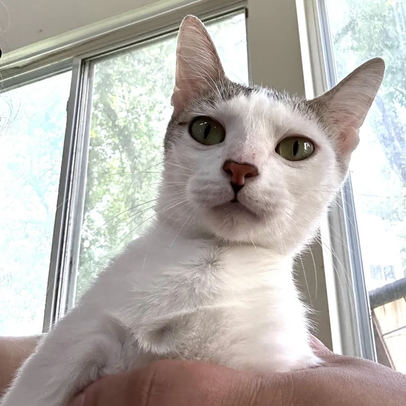 A young medium-sized female Gray & White Tabby cat named Music aka Mumu for adoption in Houston, TX