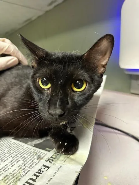 A young medium-sized female Domestic Short Hair cat named Tuna Tornado for adoption in Jacksonville, FL