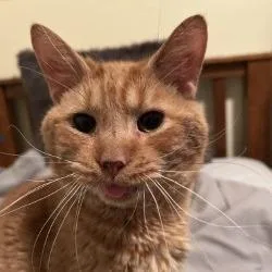 An adult medium-sized male Orange / Red Domestic Long Hair cat named Darryl for adoption in Novelty, OH
