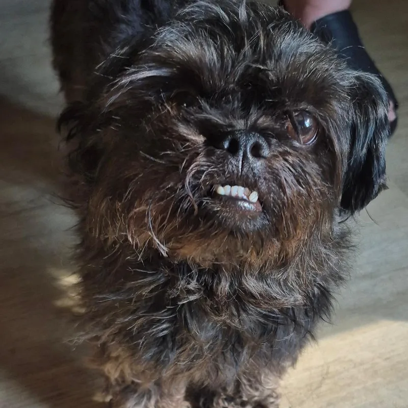 An adult small-sized female Black Mixed Breed dog named StraySnellingsDrive for adoption in Columbus, GA