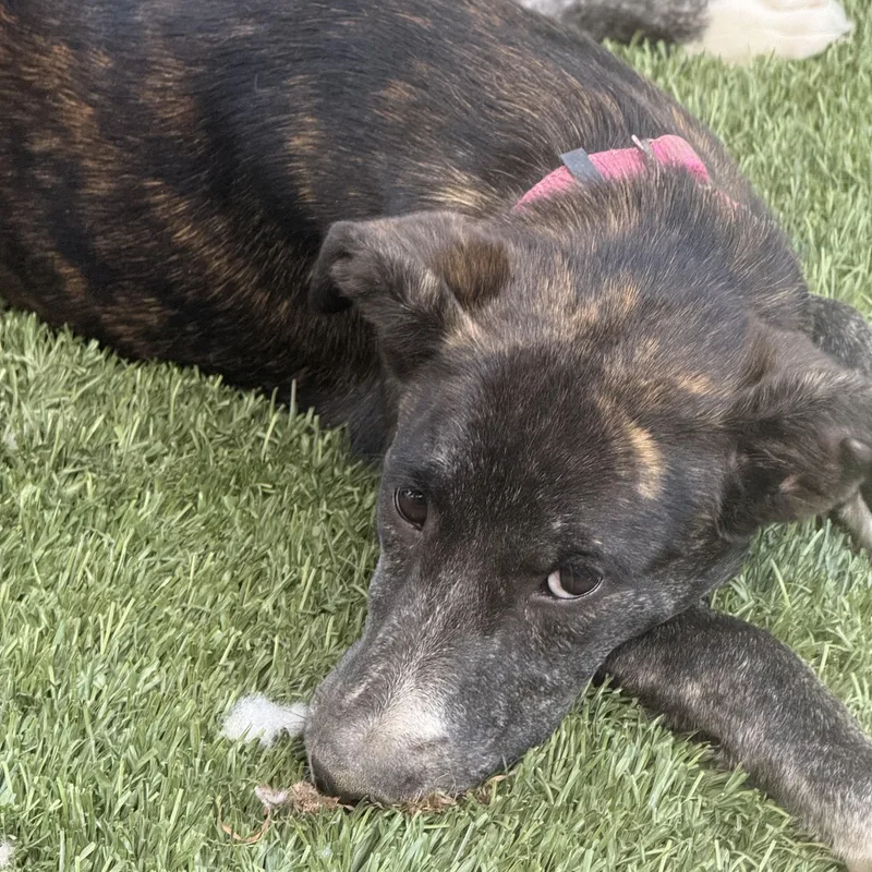 A young medium-sized female Labrador Retriever dog named Olive for adoption in Pleasant Valley, NY