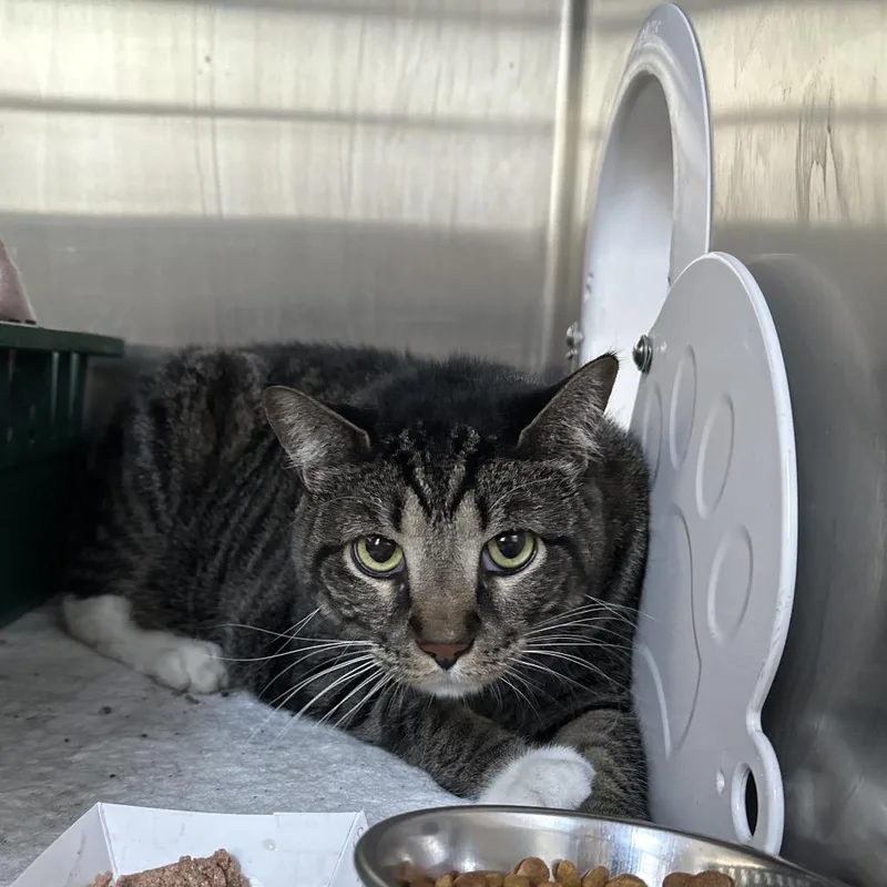 An adult extra large-sized male Brown / Chocolate Domestic Short Hair cat named Sir Boots for adoption in Austin, TX